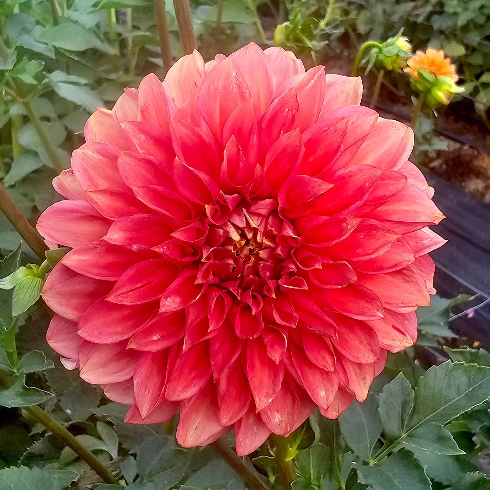 Devon Opaline dahlia tuber – Hillview Flowers