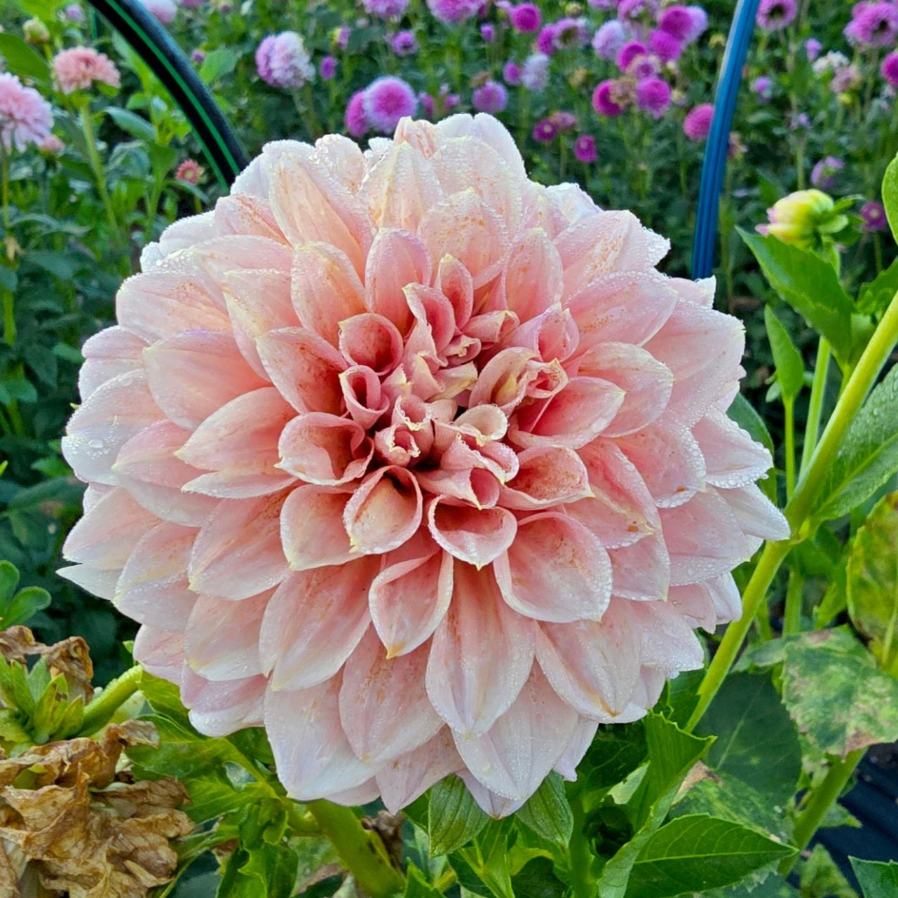 Devon Salmon dahlia tuber – Hillview Flowers