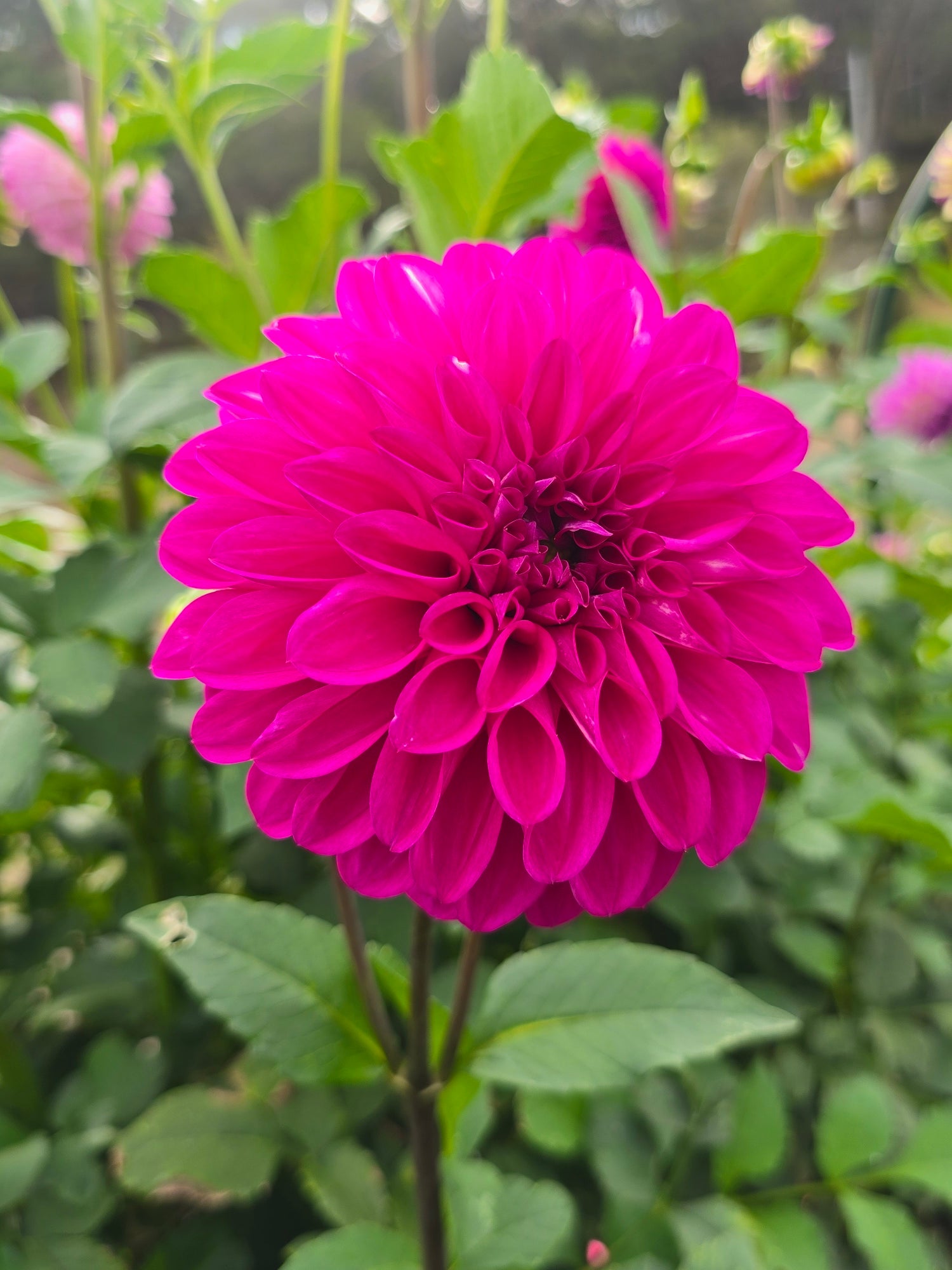 Devon Challenger dahlia tuber – Hillview Flowers