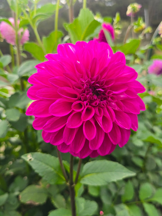 Devon Challenger dahlia tuber – Hillview Flowers