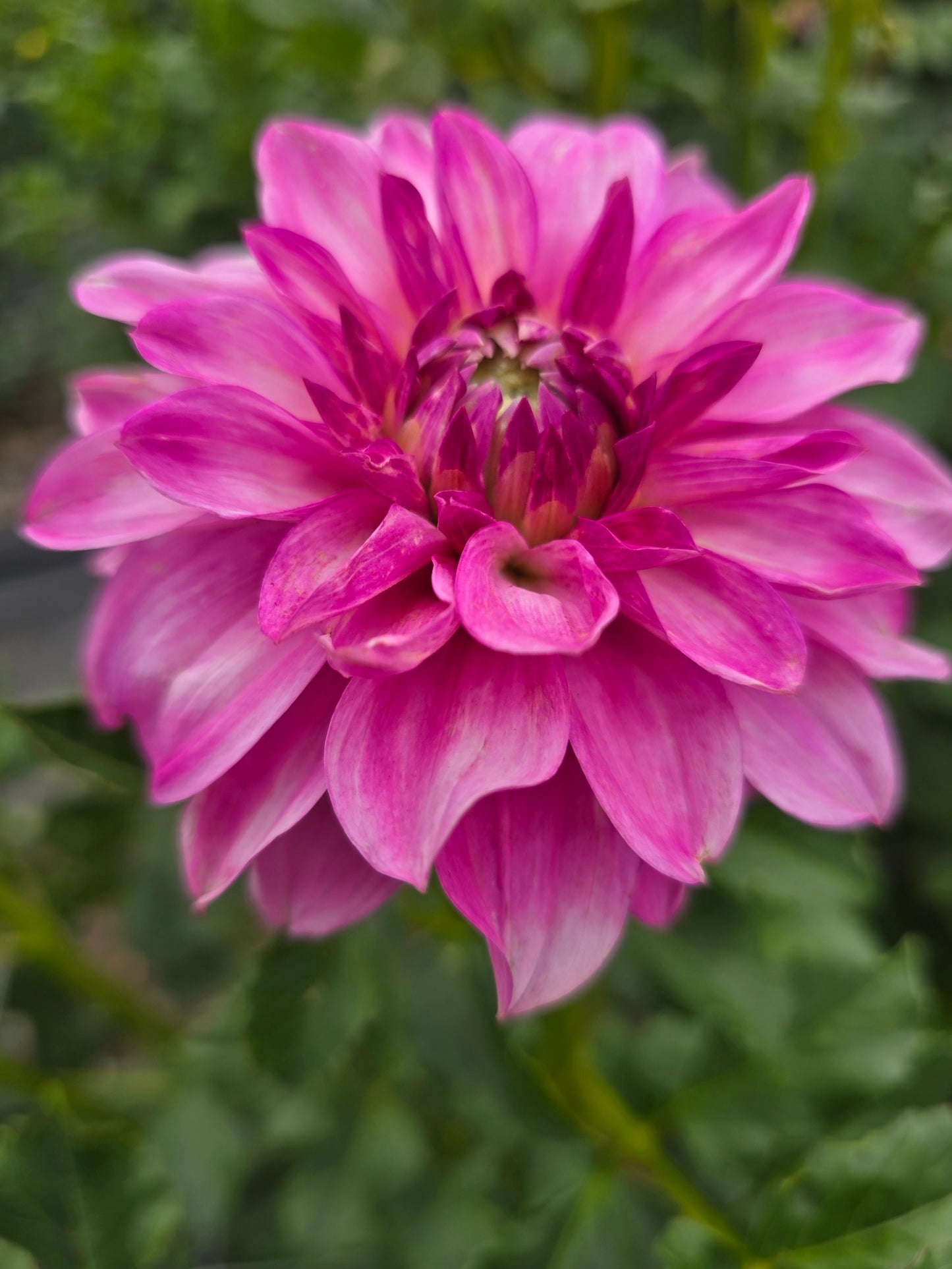 Devon Joy dahlia tuber – Hillview Flowers