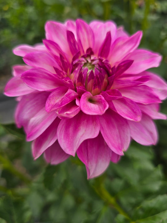 Devon Joy dahlia tuber – Hillview Flowers