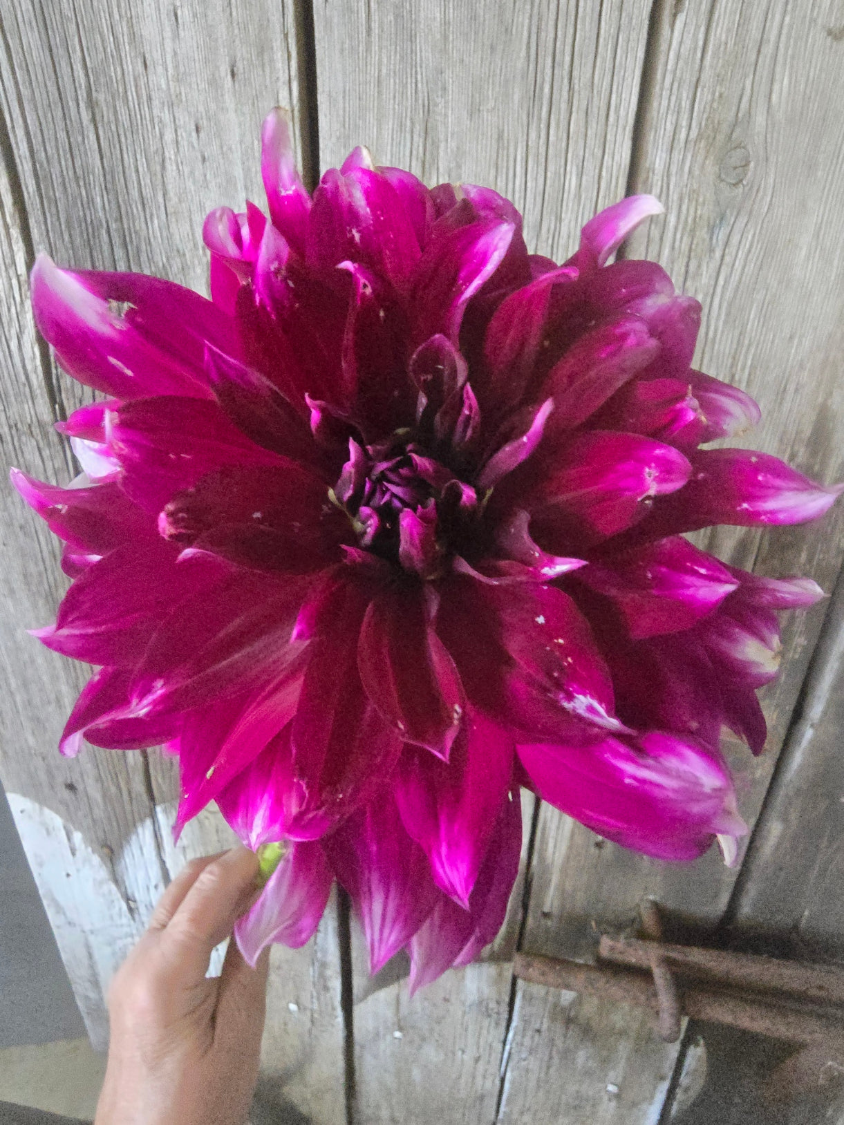Du Roi Albert dahlia tuber – Hillview Flowers