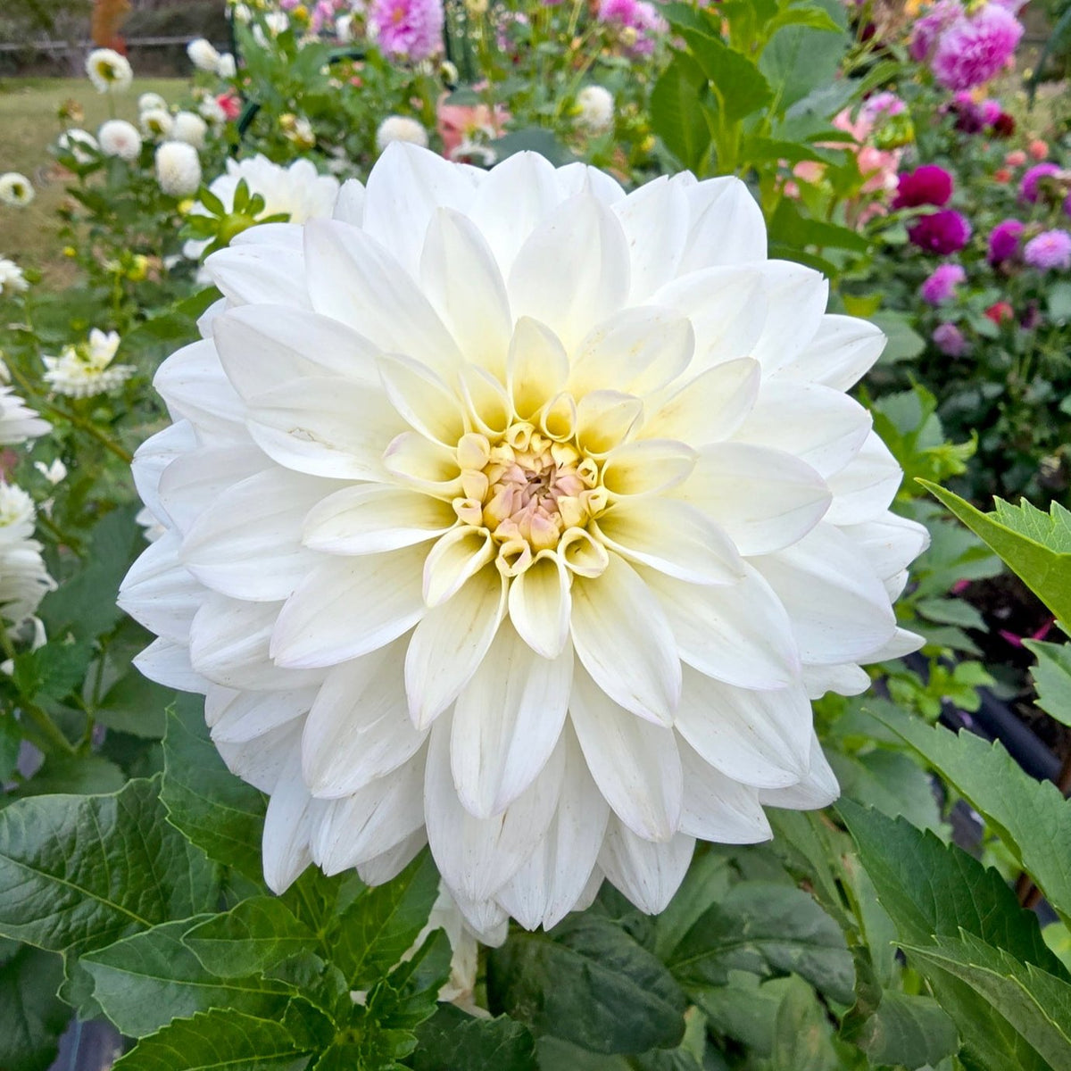 Everbloom Swan Lake dahlia tuber – Hillview Flowers