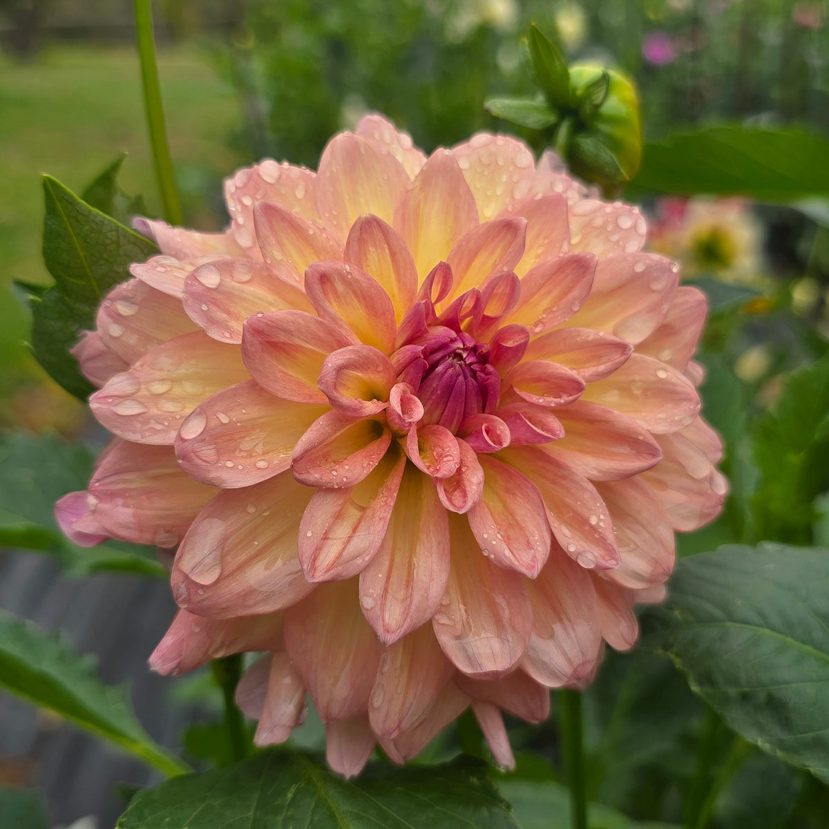 Everbloom Lullaby
