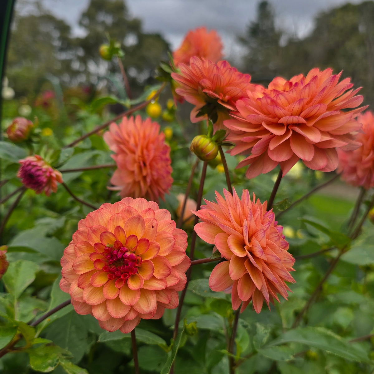Everbloom Mirabelle