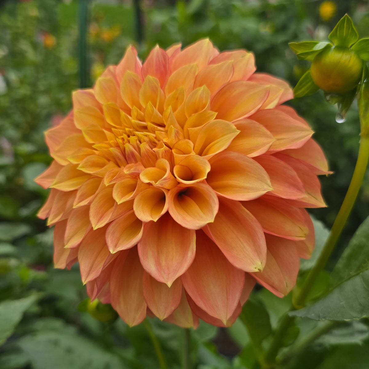 Everbloom Rockmelon