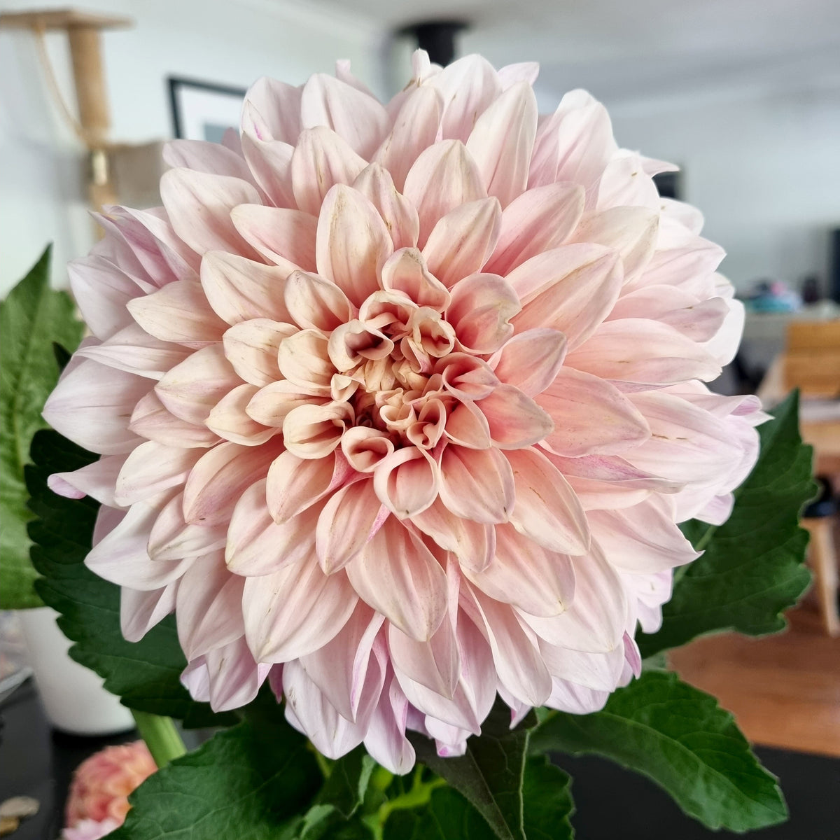 Florelie Antique dahlia tuber – Hillview Flowers