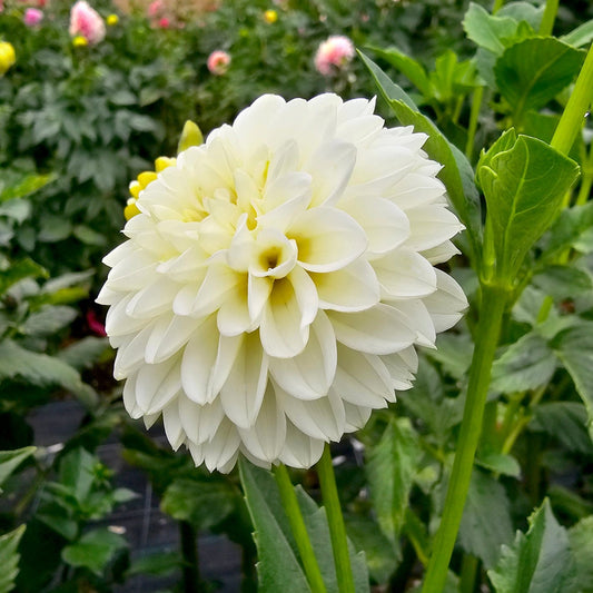 Florelie Chryssie