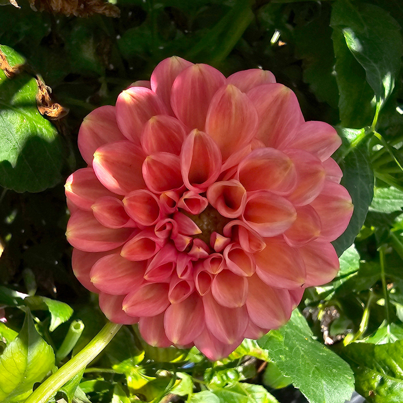 Florelie Quince dahlia tuber – Hillview Flowers