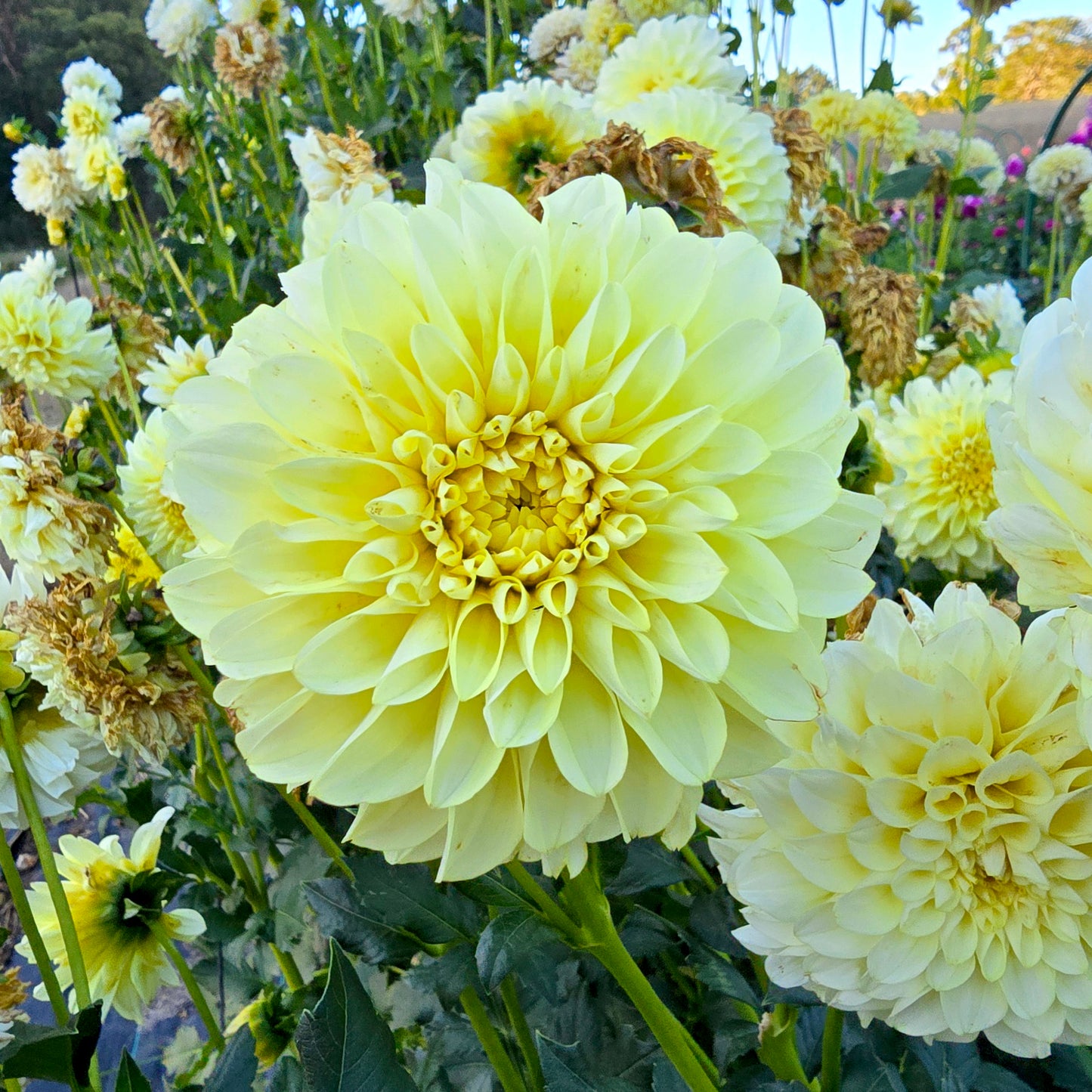Florelie Winter Sunshine dahlia tuber – Hillview Flowers