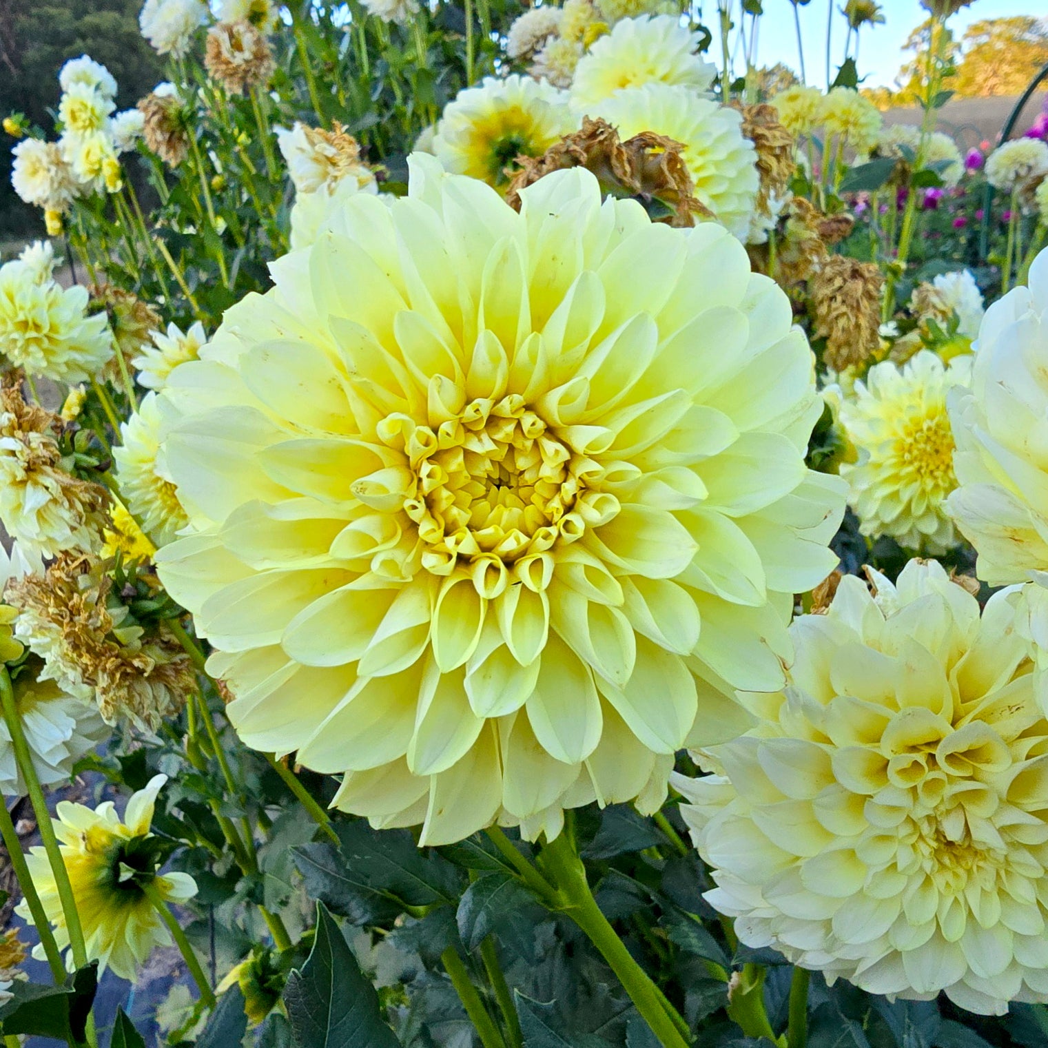 Florelie Winter Sunshine dahlia tuber – Hillview Flowers