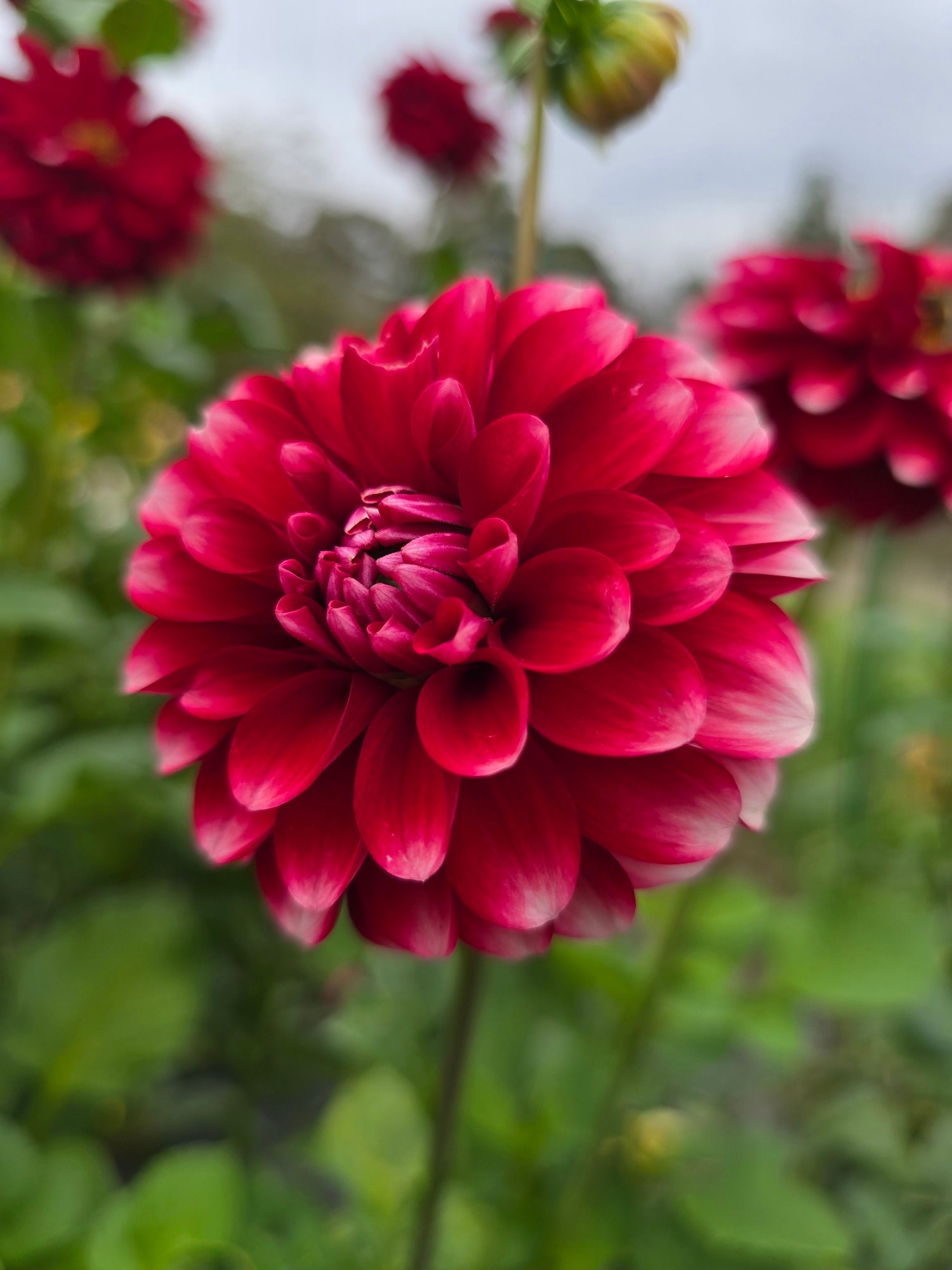 Florelie Cosmic Romance dahlia tuber – Hillview Flowers