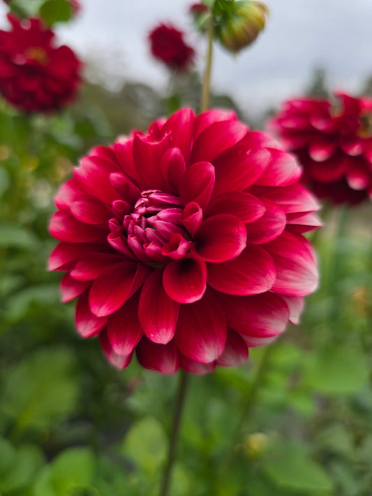 Florelie Cosmic Romance dahlia tuber – Hillview Flowers