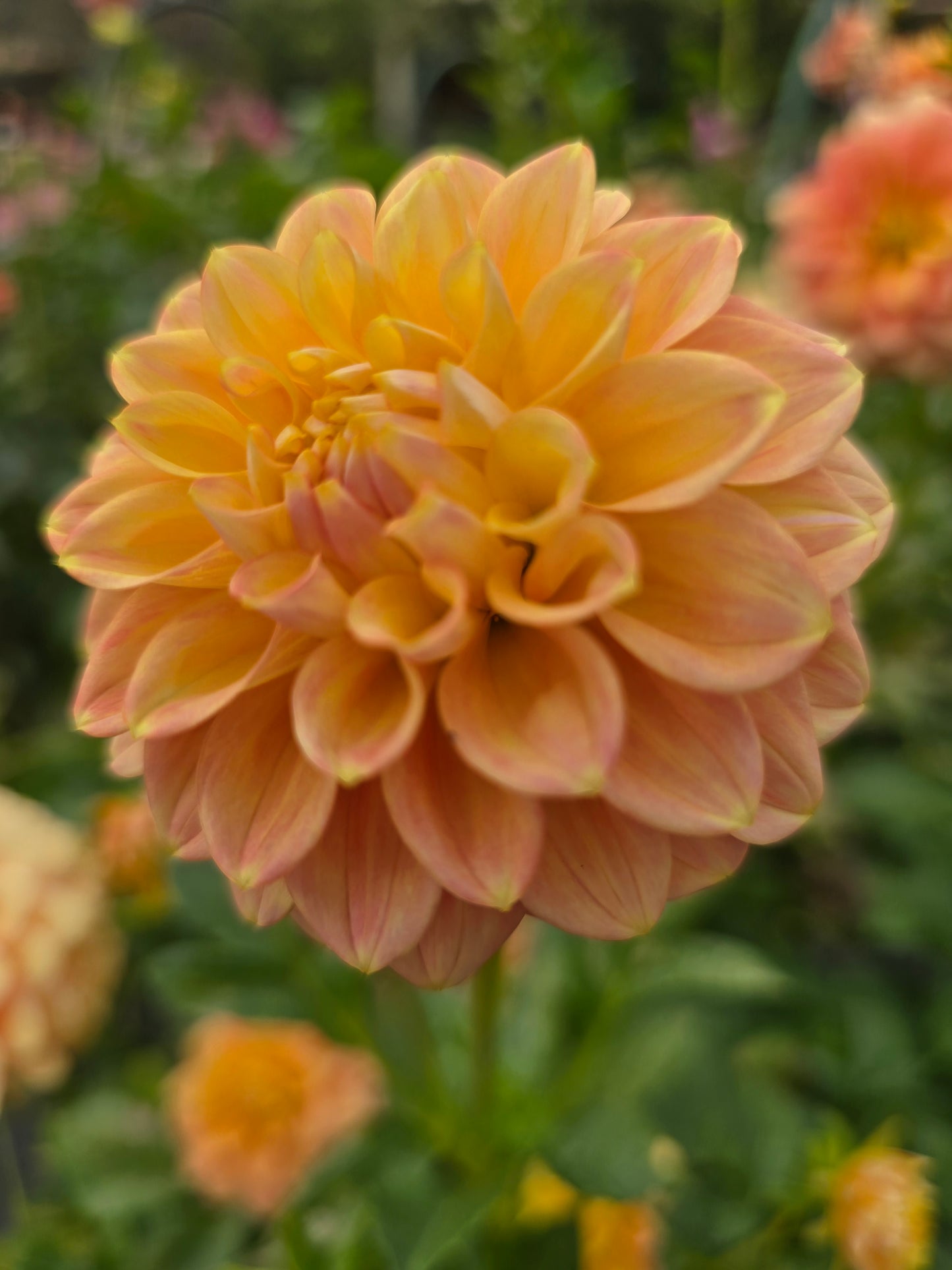 Florelie Duckling dahlia tuber – Hillview Flowers