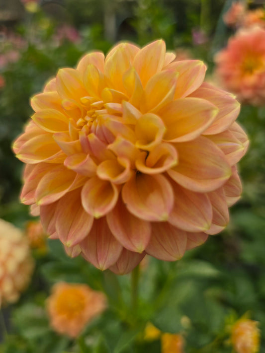 Florelie Duckling dahlia tuber – Hillview Flowers
