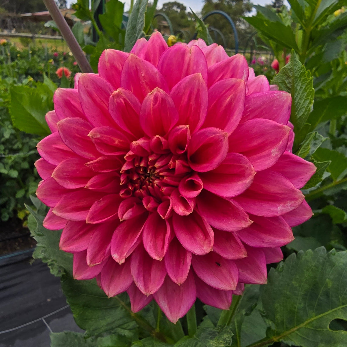 Florelie Guava