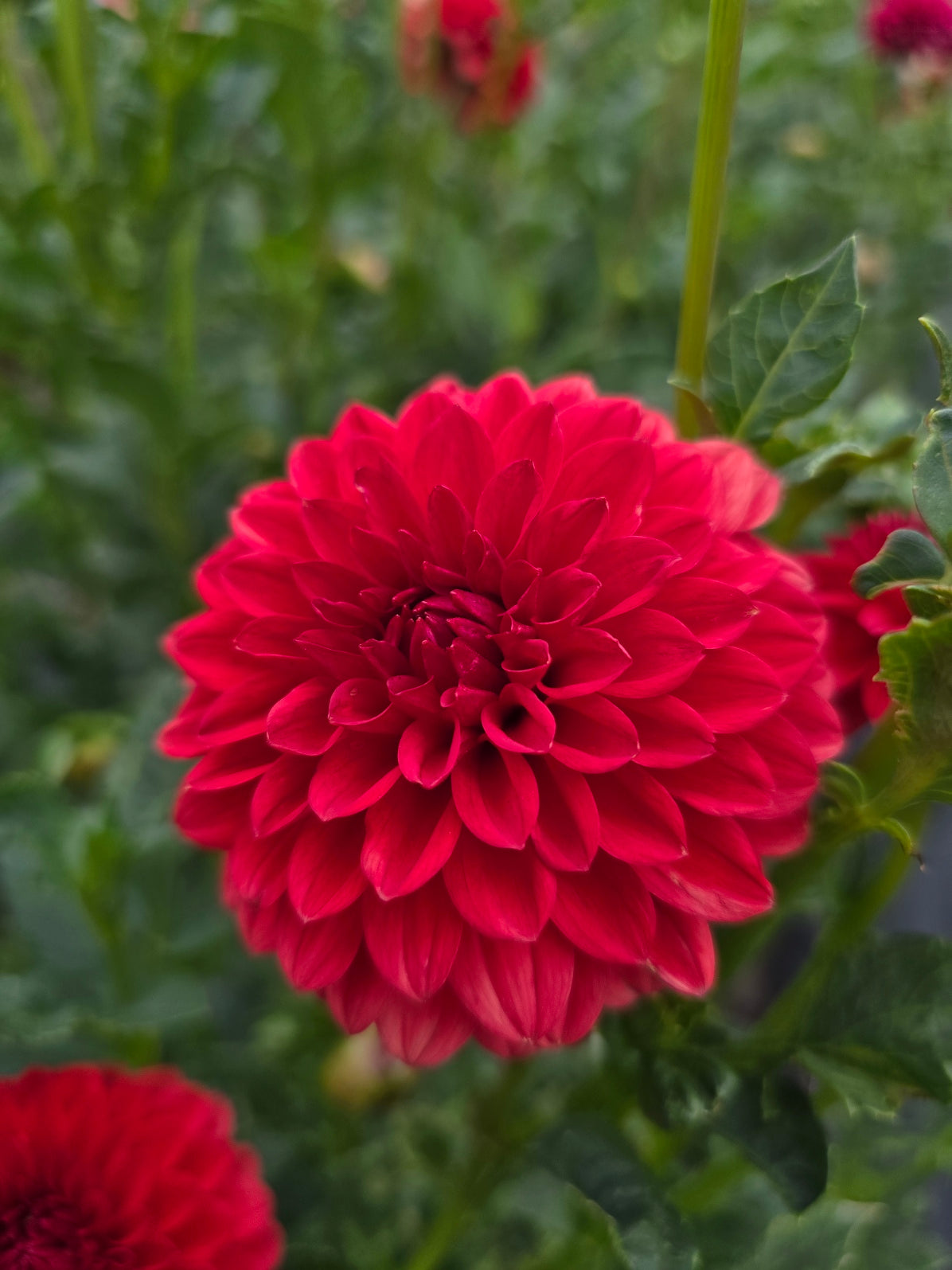 Florelie Neon dahlia tuber – Hillview Flowers