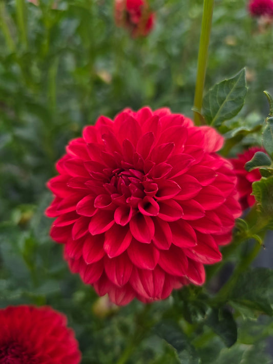 Florelie Neon dahlia tuber – Hillview Flowers