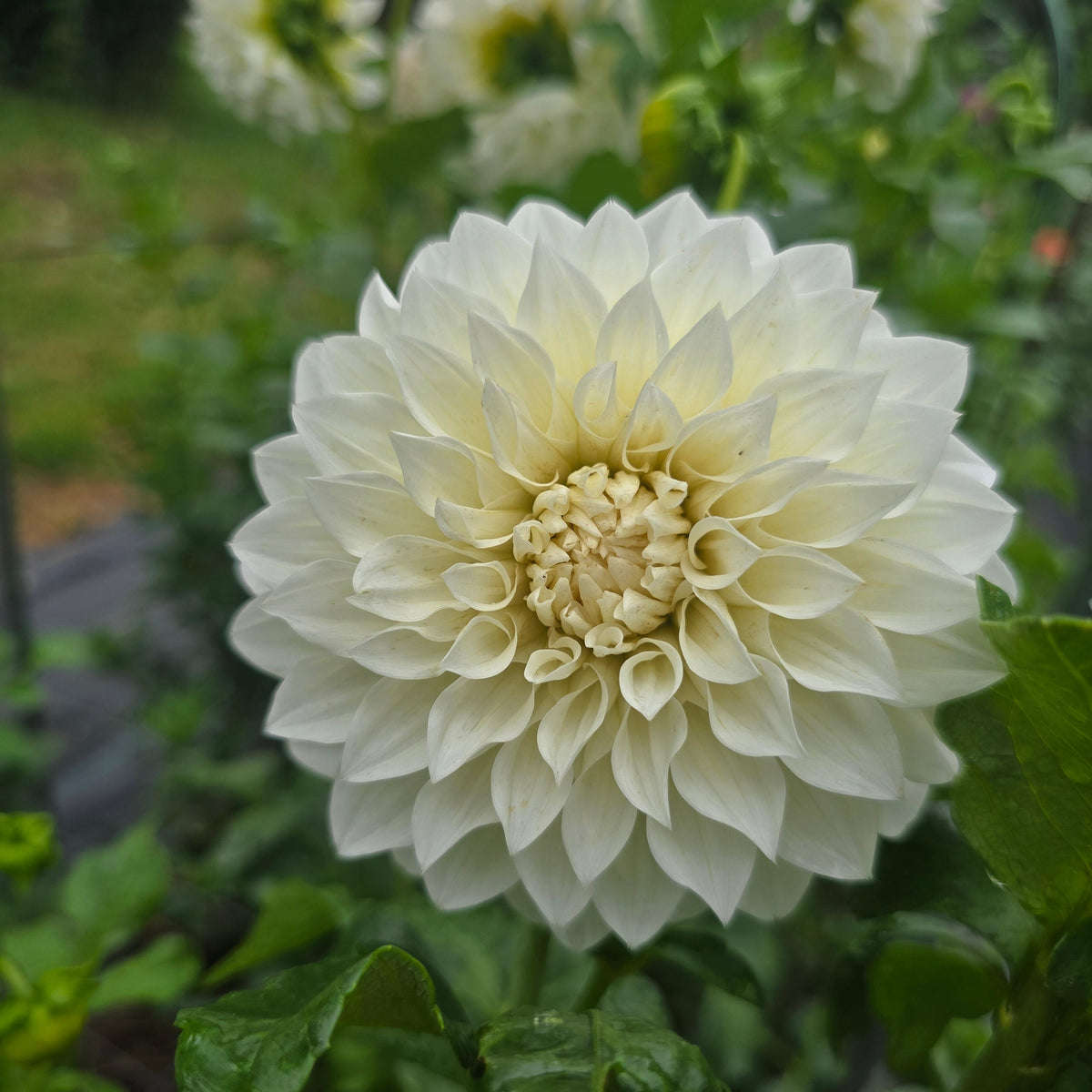Florelie Nimbus