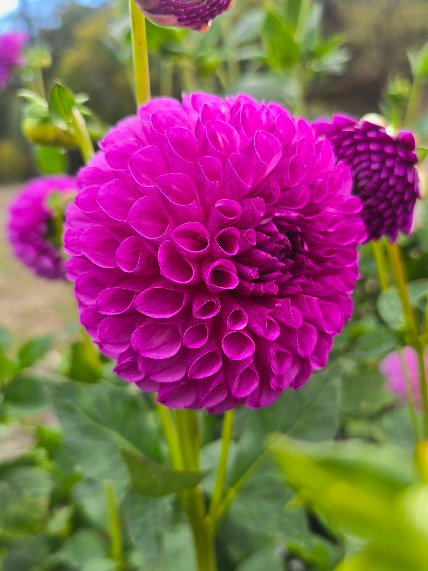 Florelie Novice dahlia tuber – Hillview Flowers
