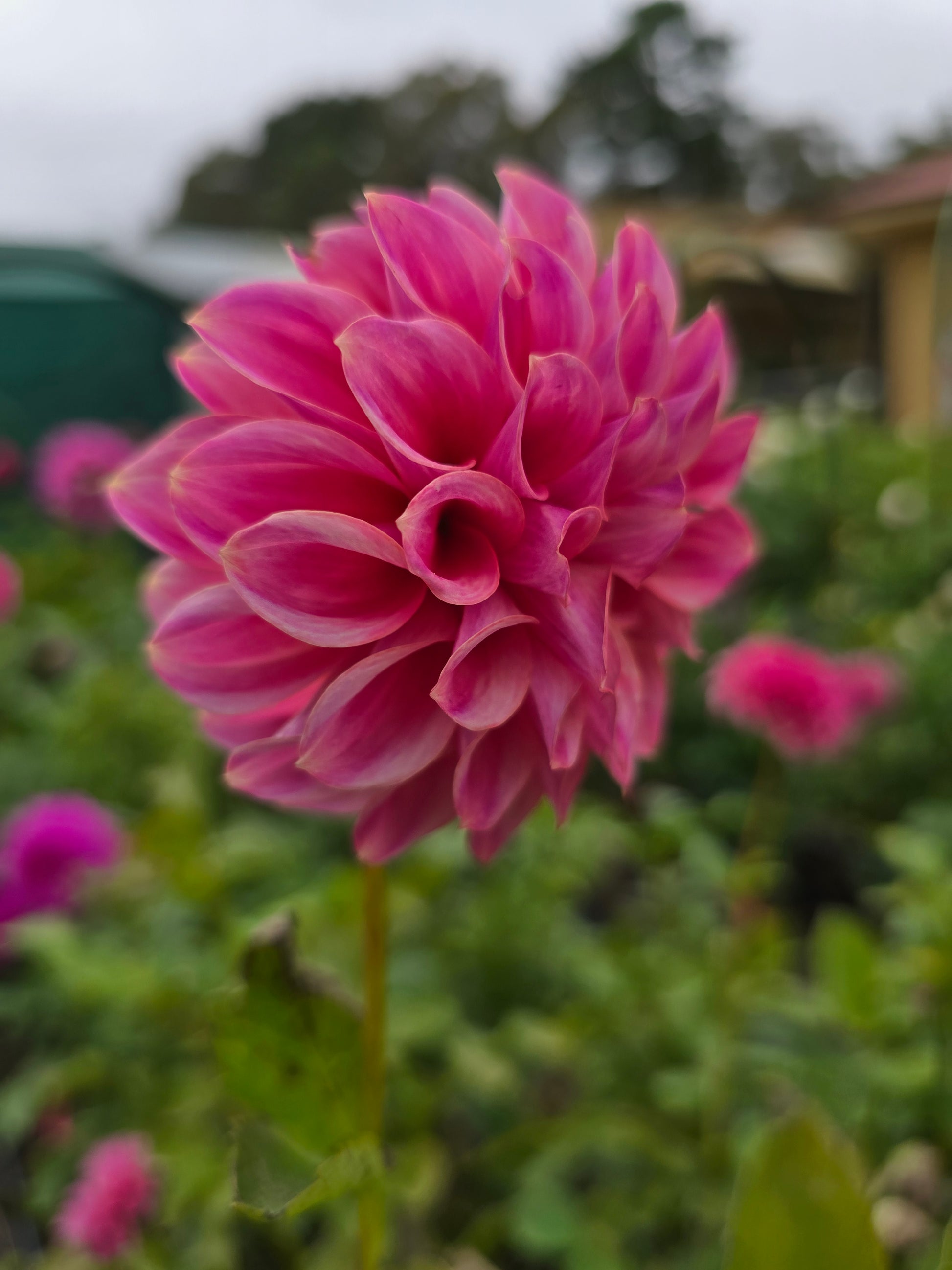Florelie Omen dahlia tuber – Hillview Flowers