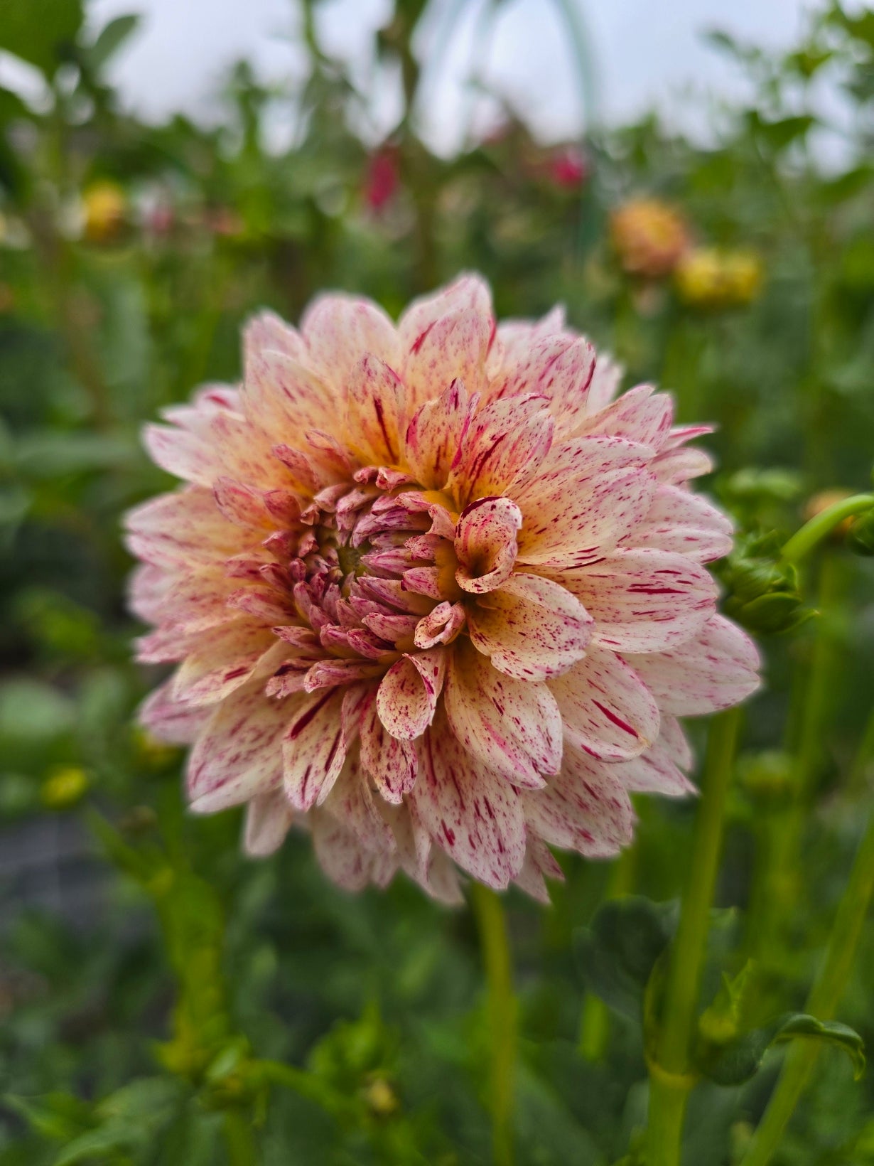Florelie Raspberry Cheesecake dahlia tuber – Hillview Flowers