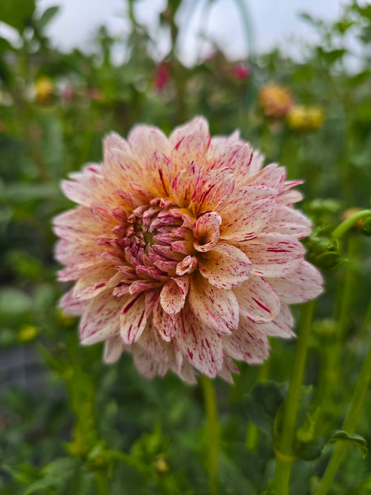 Florelie Raspberry Cheesecake dahlia tuber – Hillview Flowers