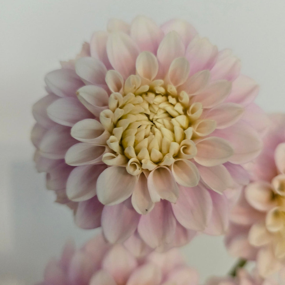 Florelie Tiara