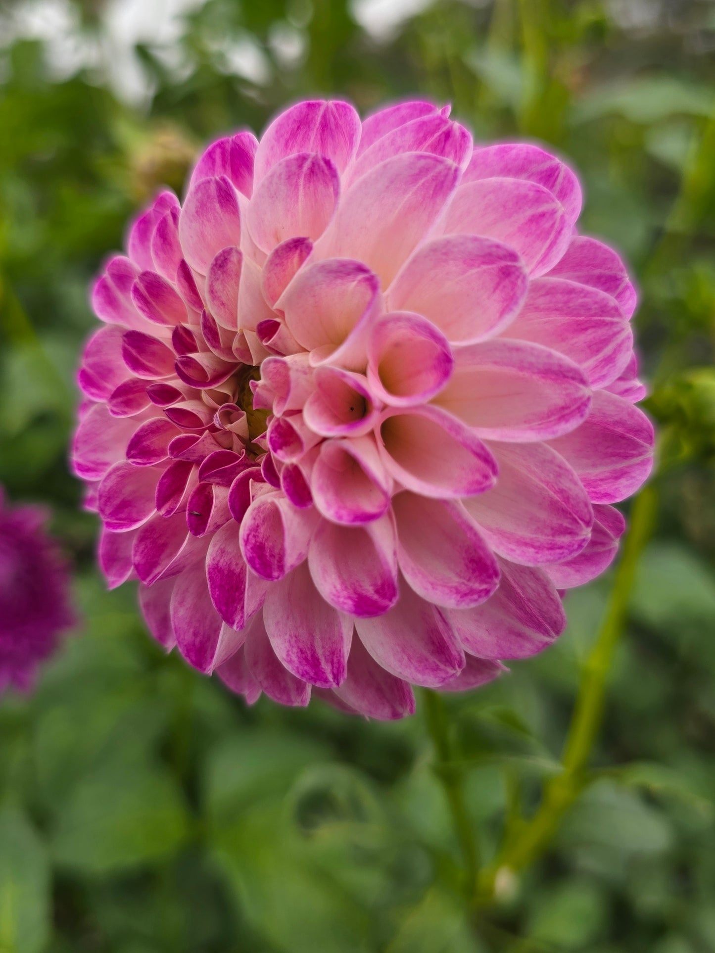 Florelie Watercolour dahlia tuber – Hillview Flowers