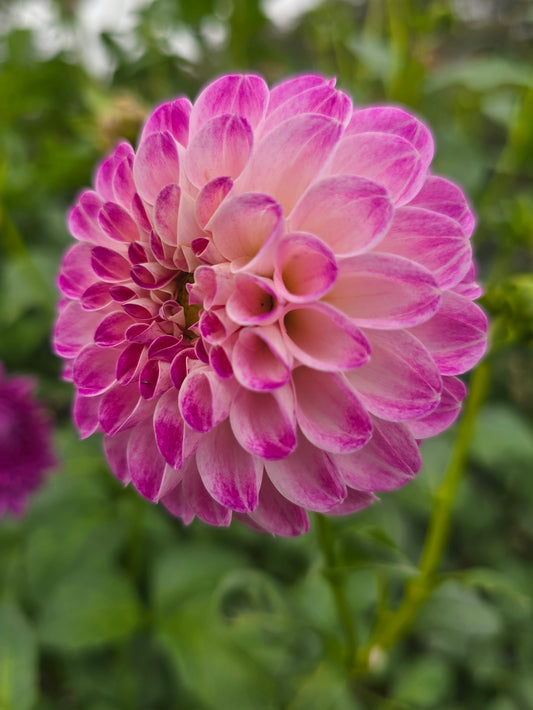 Florelie Watercolour dahlia tuber – Hillview Flowers