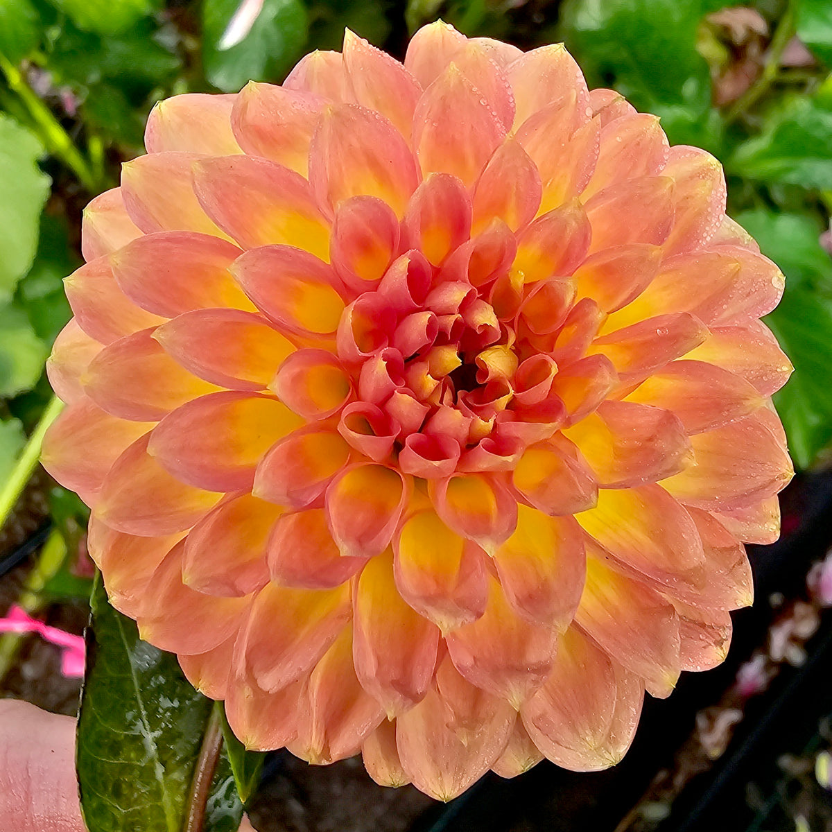 Formby Louisa dahlia tuber – Hillview Flowers