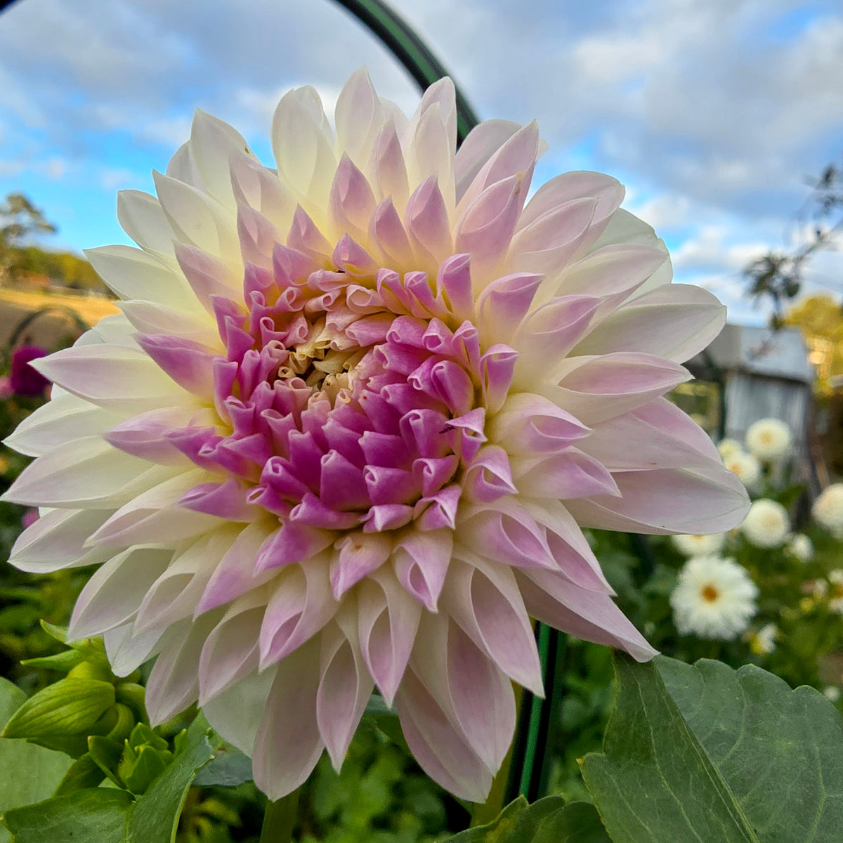 Formby Pride dahlia tuber – Hillview Flowers