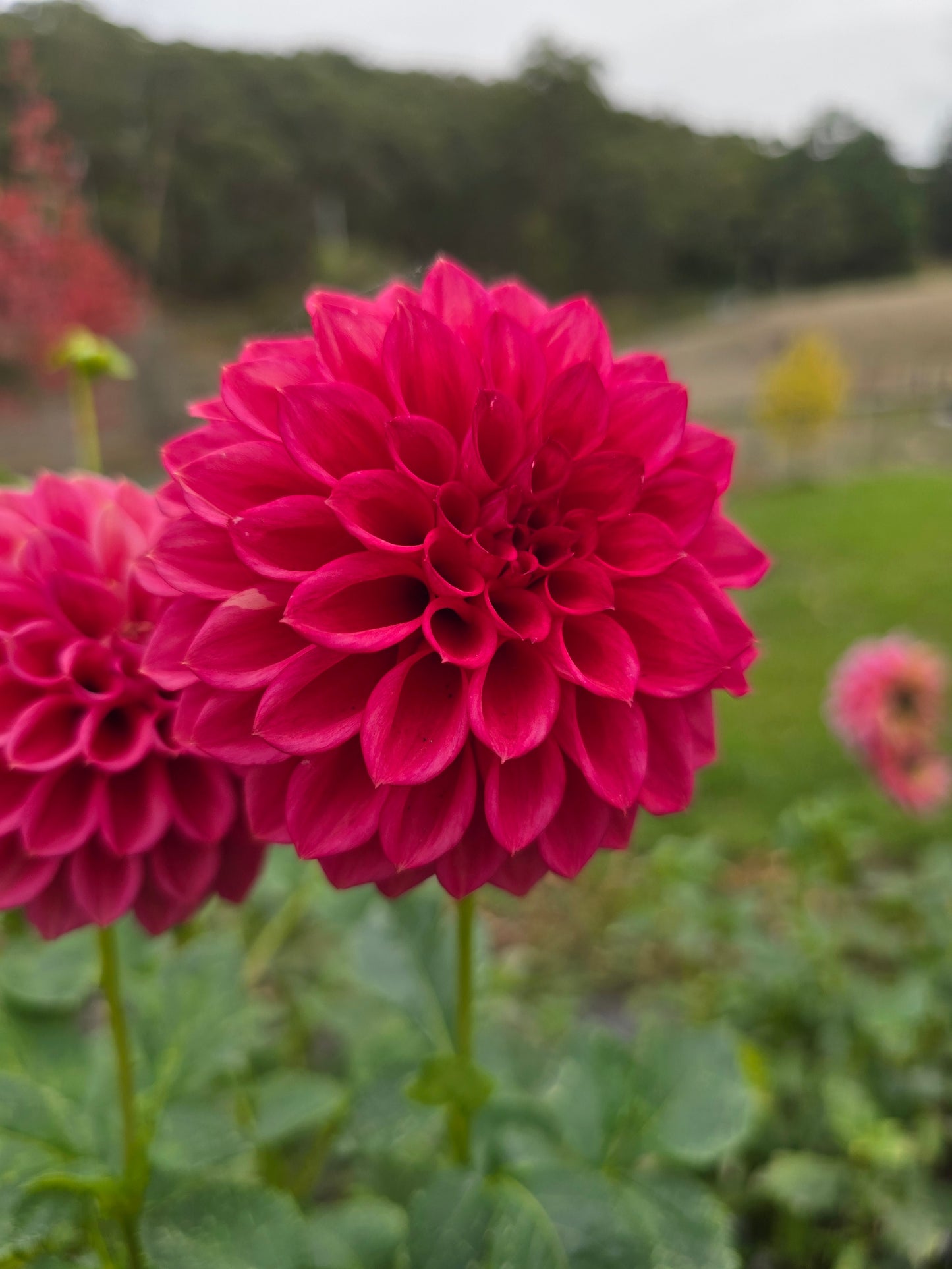 Formby Rocket dahlia tuber – Hillview Flowers