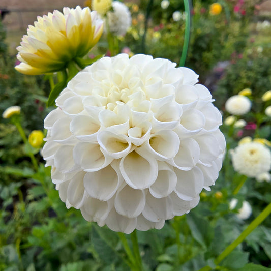 Glenbank Little Angel