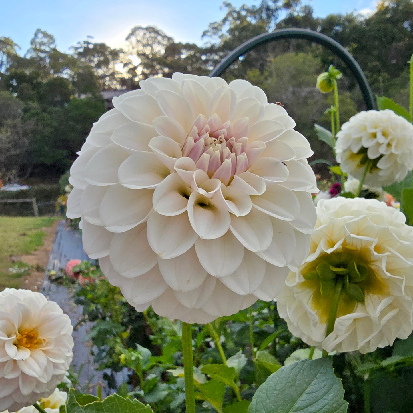 Glenmarc Francis dahlia tuber – Hillview Flowers