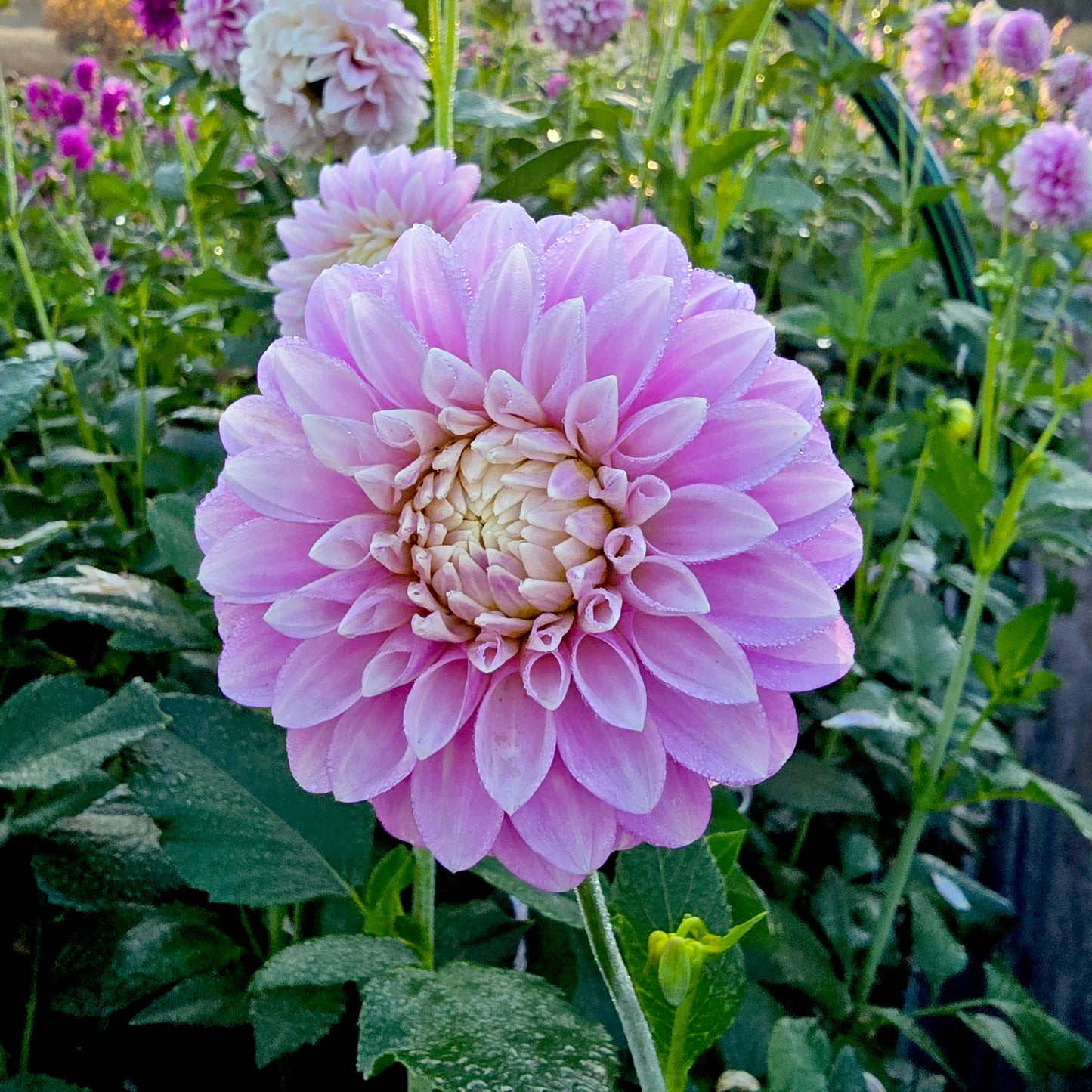Glenmarc Margaret dahlia tuber – Hillview Flowers