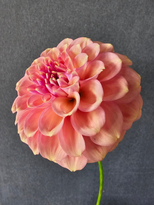 Glenmarc Sophie dahlia tuber – Hillview Flowers