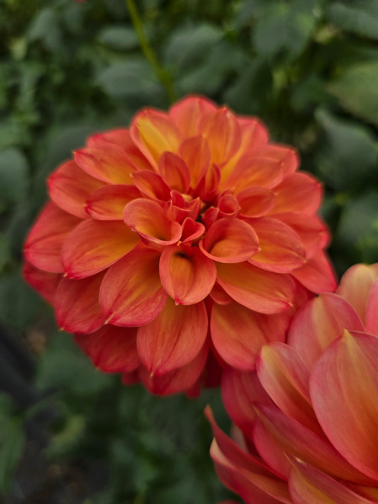 Glenmarc Viva dahlia tuber – Hillview Flowers