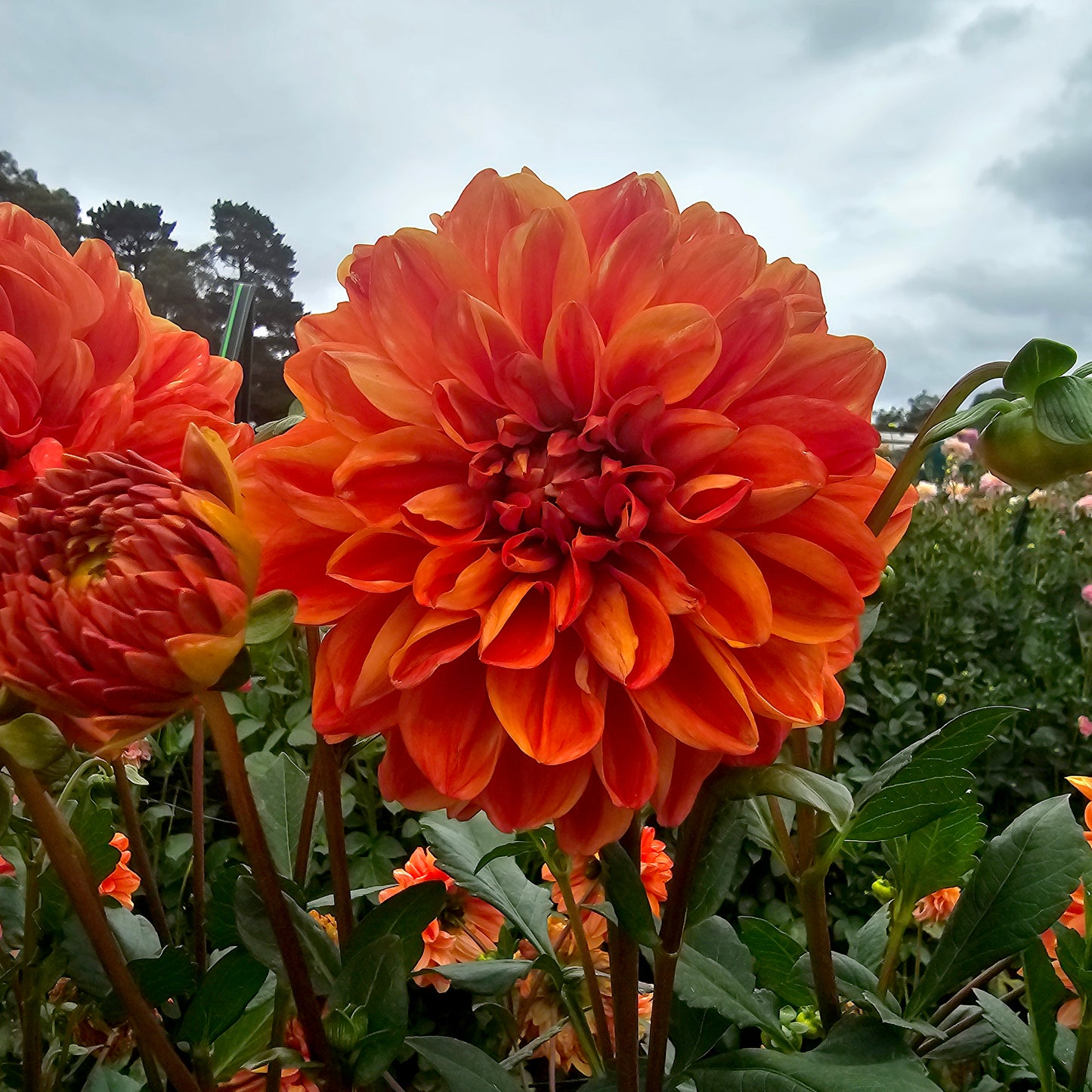 Golden Leader dahlia tuber – Hillview Flowers