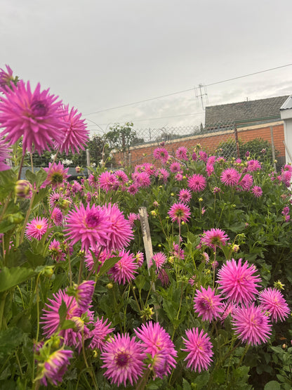 A Year in Quality Dahlias Workshop