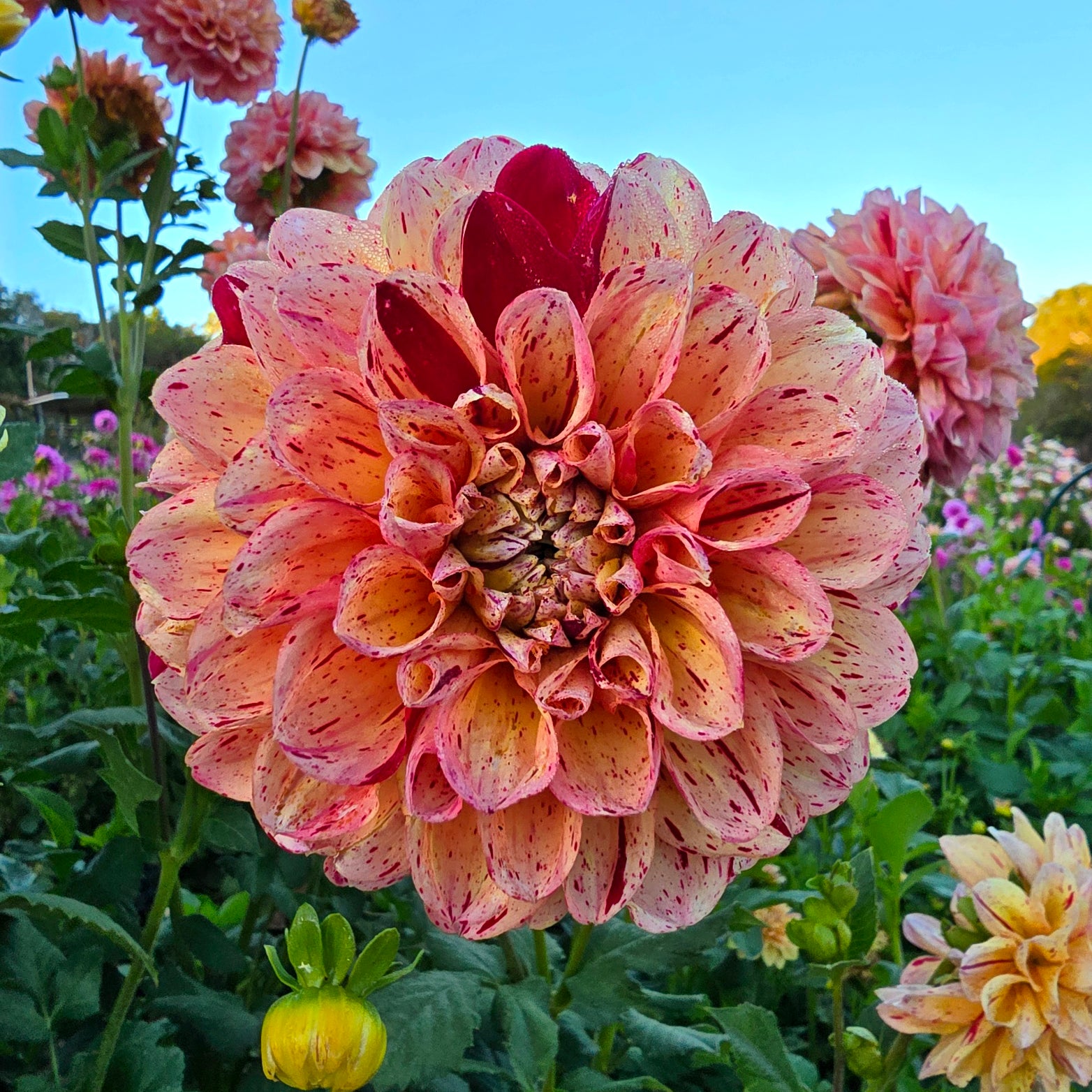 Homicide dahlia tuber – Hillview Flowers