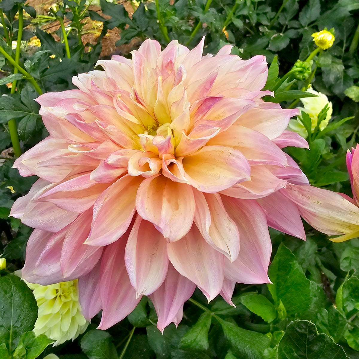 Kotara dahlia tuber – Hillview Flowers