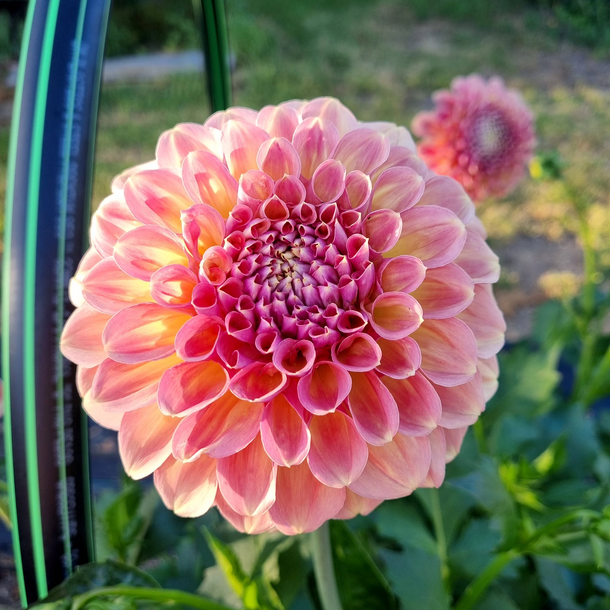 L.A.T.E. dahlia tuber – Hillview Flowers