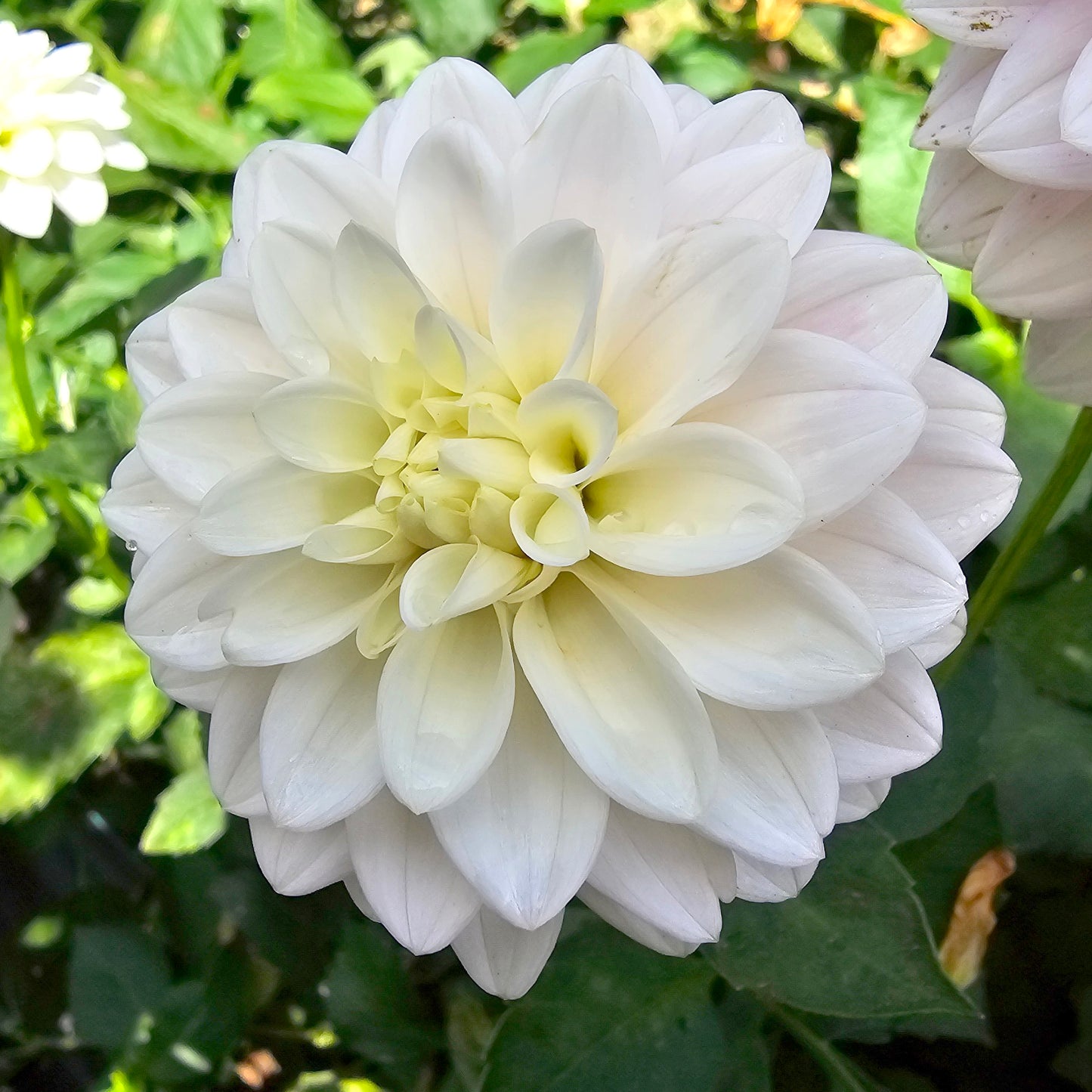 Little Bobby dahlia tuber – Hillview Flowers