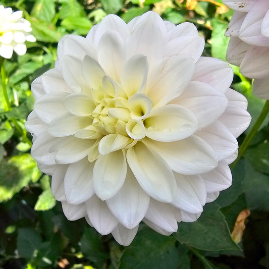Little Bobby dahlia tuber – Hillview Flowers