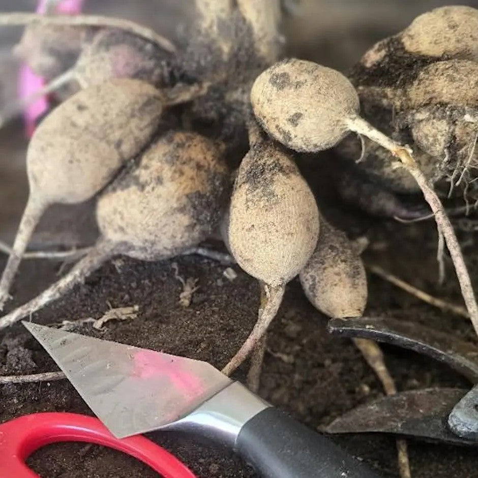 Dahlia Tuber Dig & Divide Workshop - Sunday 31 May 2026