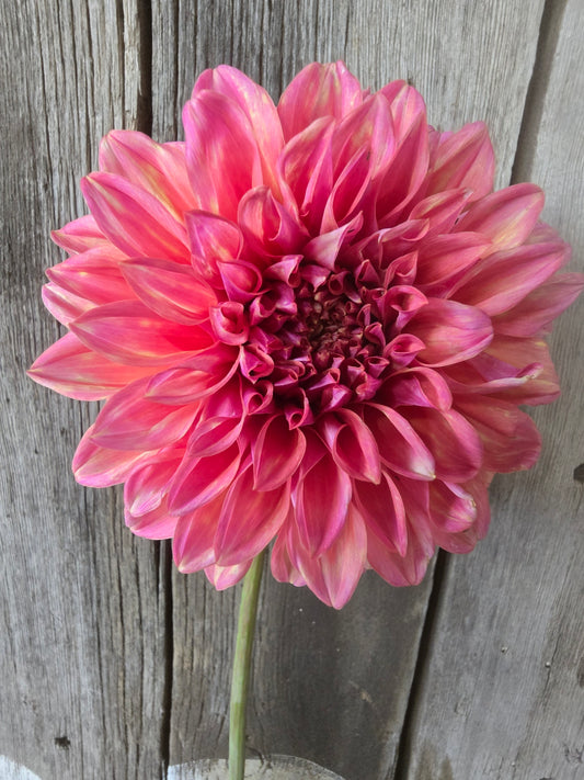 Mandalay dahlia tuber – Hillview Flowers