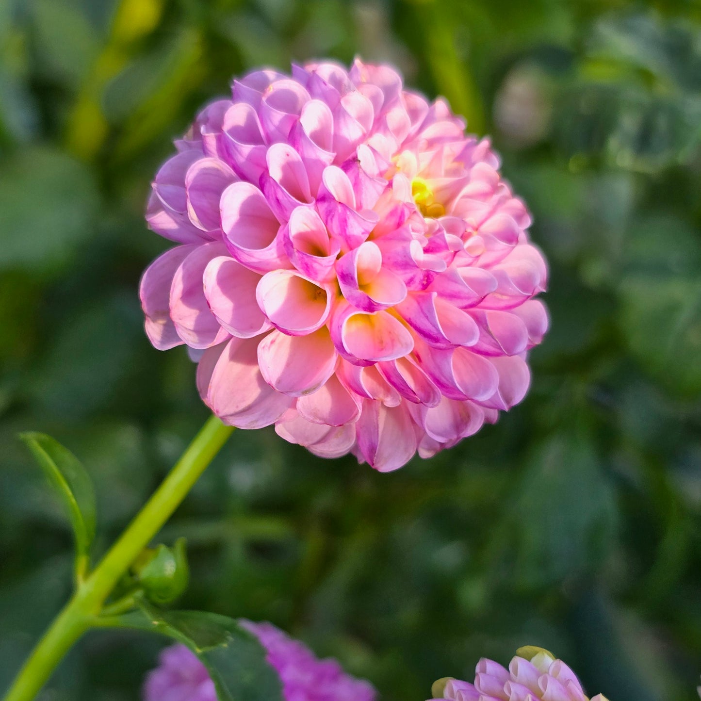 Mi Wong dahlia tuber – Hillview Flowers