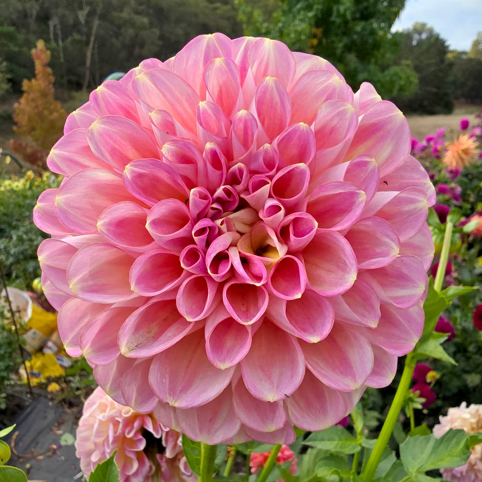 Mienna Grace dahlia tuber – Hillview Flowers